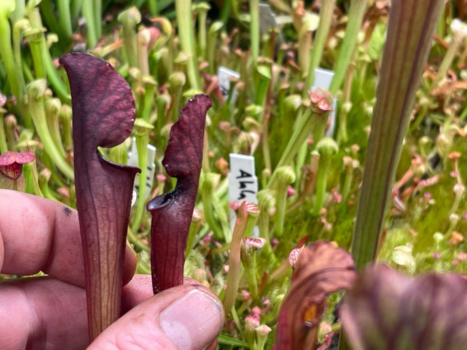 Sarracenia (alata nigropurpurea x purpurea venosa) X “ Red Sumatra”