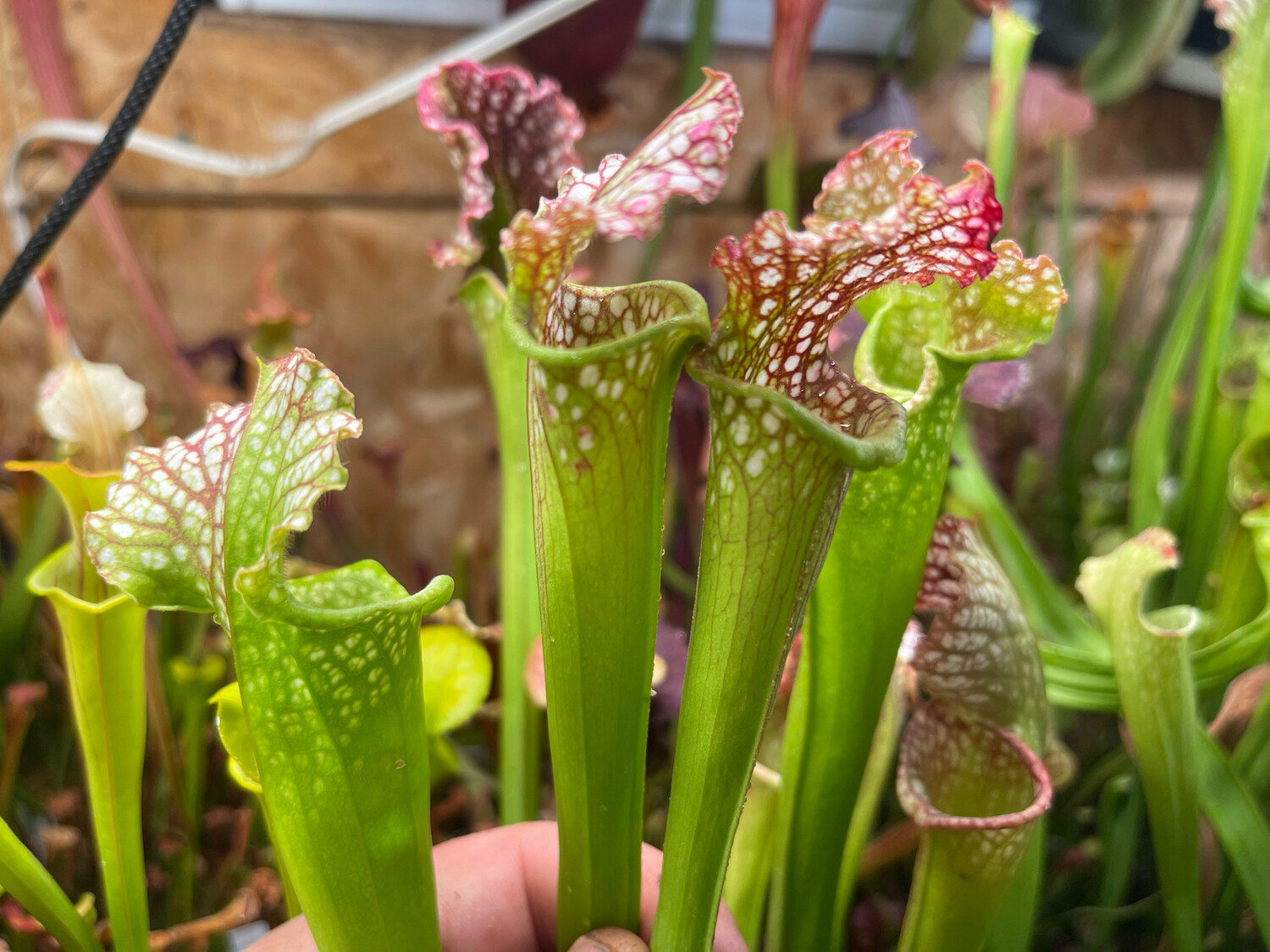 Sarracenia leucophylla Garcon Point Fl.