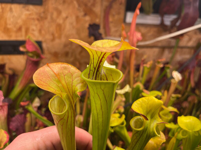 Sarracenia flava var. flava Green Swamp, NC - Limited! 