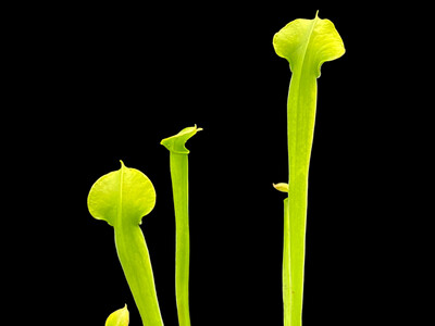 Sarracenia alata var viridescens Pubescent form 