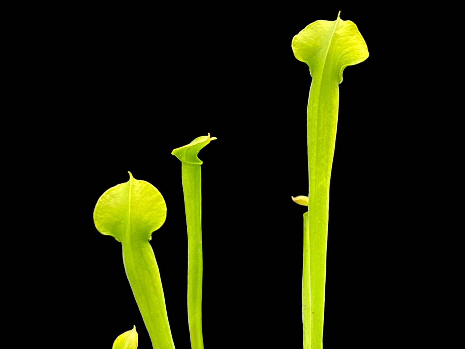 Sarracenia alata var viridescens Pubescent form 