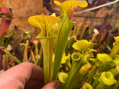 Sarracenia flava var. flava Green Swamp, NC - Limited! 
