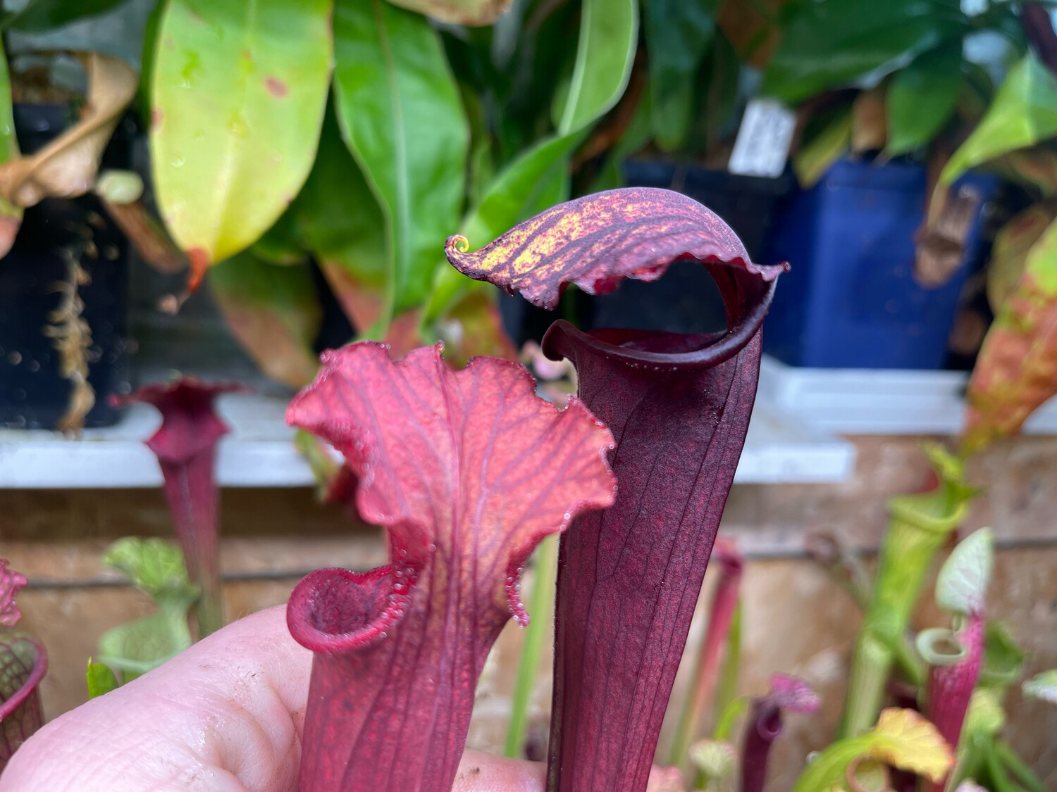 Sarracenia (Wrigleyana x oreophila “Sand Mt) x Red Sumatra 