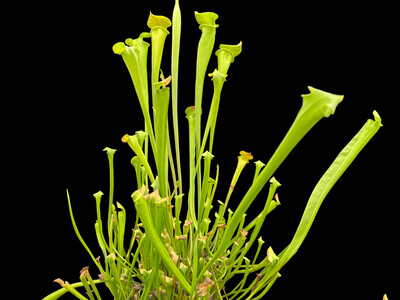 Sarracenia flava Mc Clenville, SC (Assorted Varieties) 