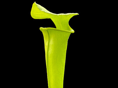 Sarracenia flava var. maxima Green Swamp, NC - Limited! 