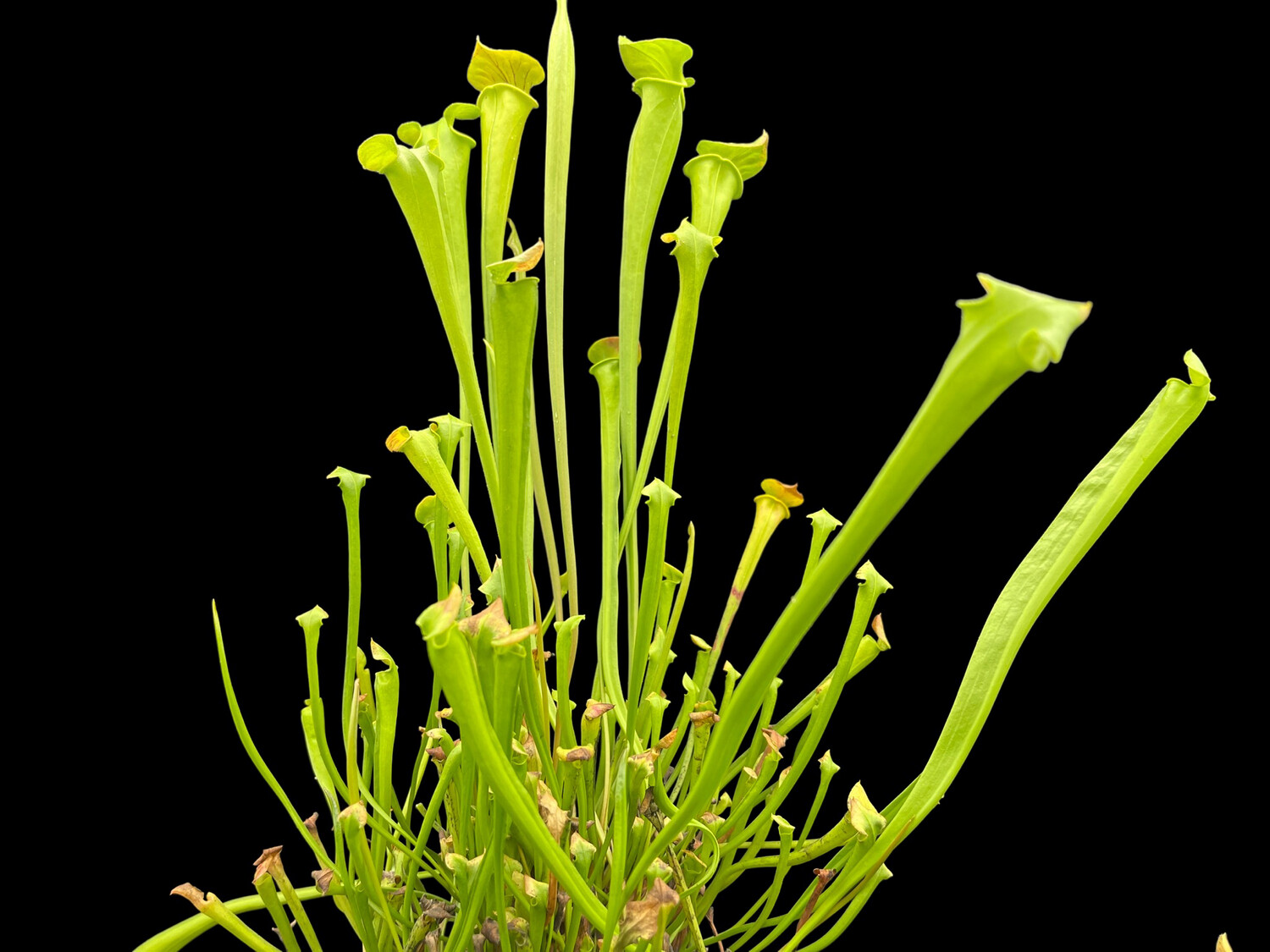 Sarracenia flava Newburn, NC (Assorted Varieties) 