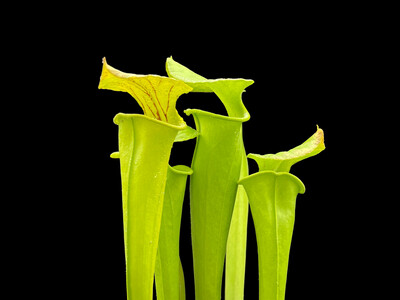 Sarracenia flava Newburn, NC (Assorted Varieties) 