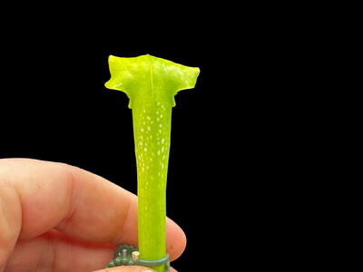 Sarracenia Moorei(Anthocyanin Free) x minor (Af) 
