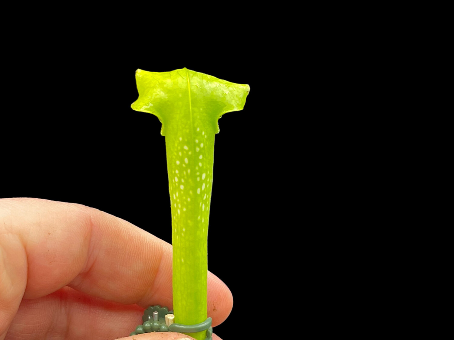 Sarracenia Moorei(Anthocyanin Free) x minor (Af) 