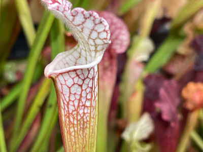 Sarracenia leucophylla Leah Wilkerson Bog, Fl Limited!
