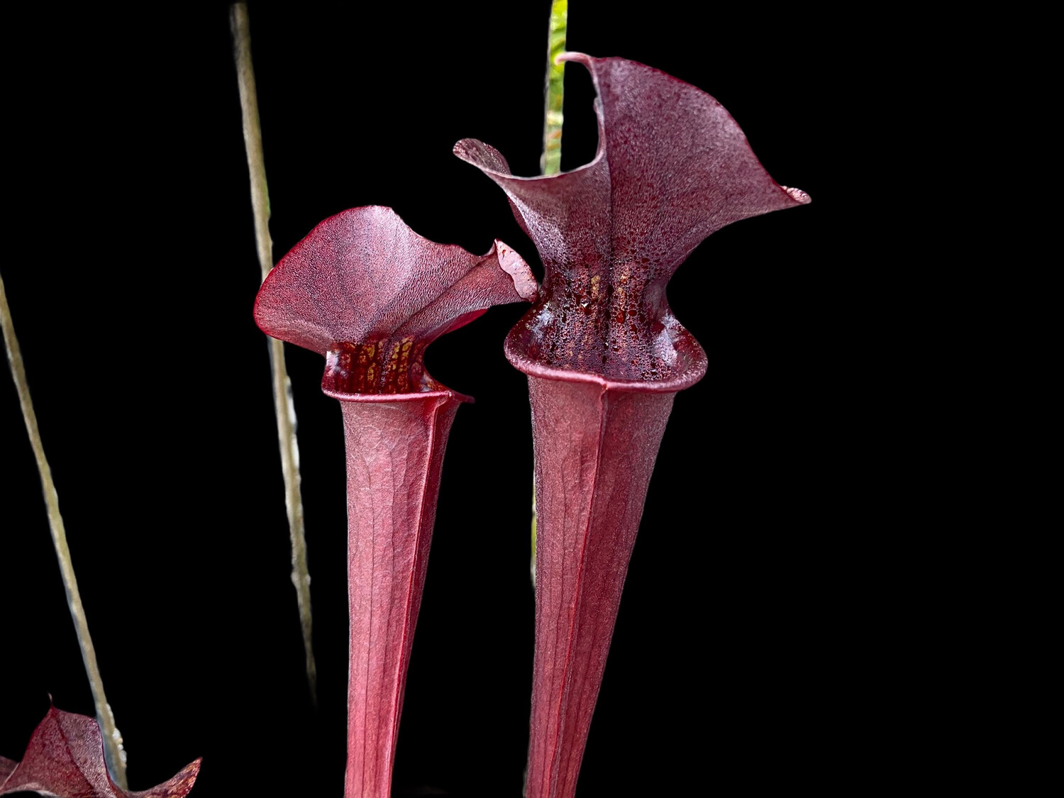 Sarracenia (purpurea purpurea x flava “Red Tube”) X “alata “All Red”