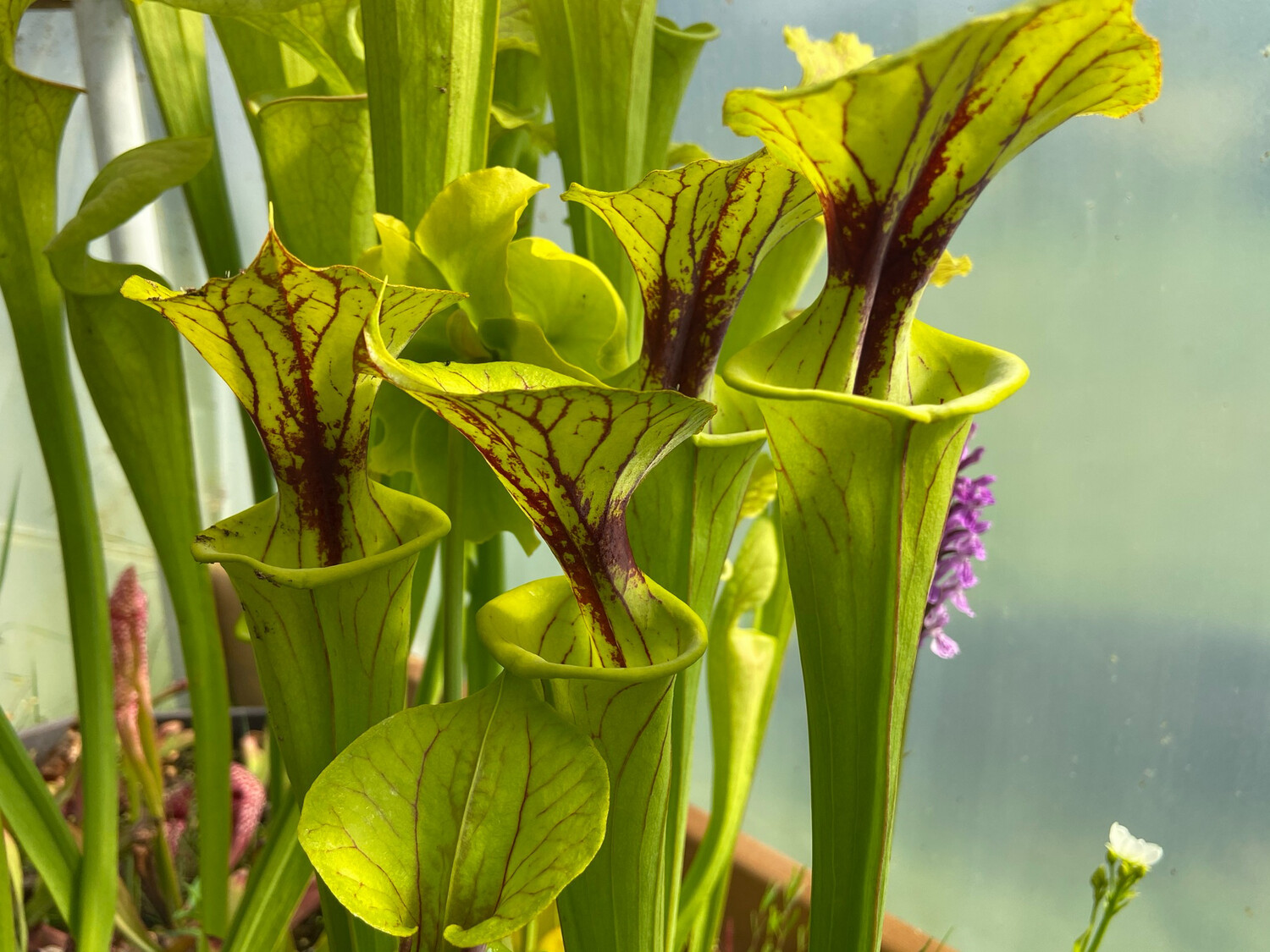 Sarracenia flava Columbia/ Tyrrell Co. NC (Fall line)(Assorted Varieties) 