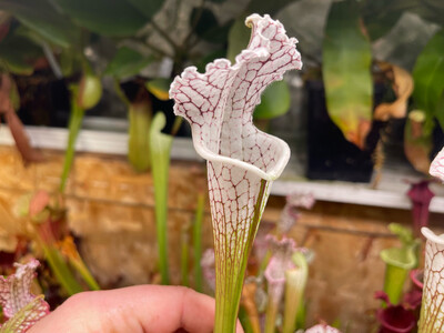 Sarracenia leucophylla  Sumter Co. Georgia.