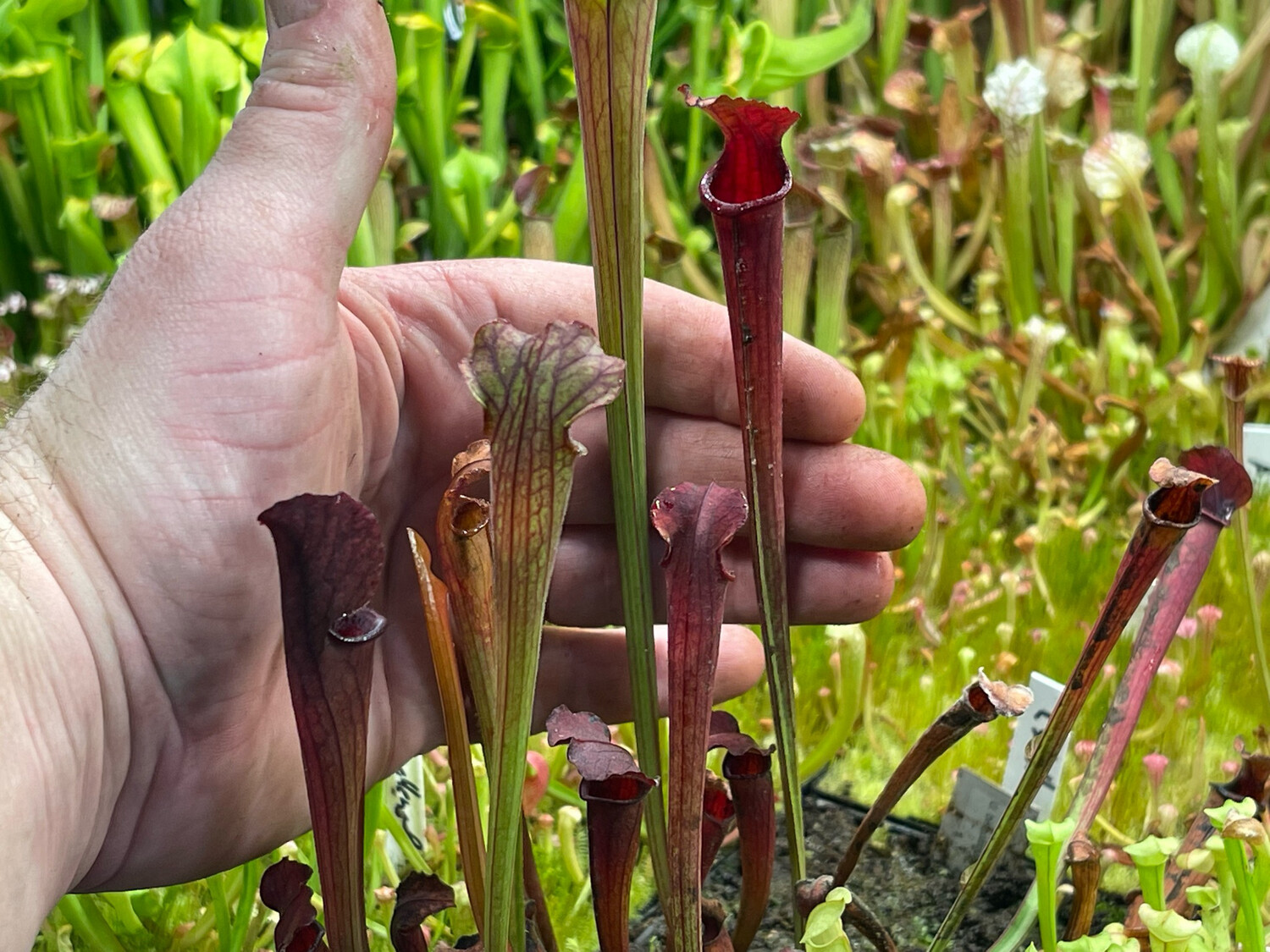 Sarracenia (alata nigropurpurea x purpurea venosa) X “ Red Sumatra”