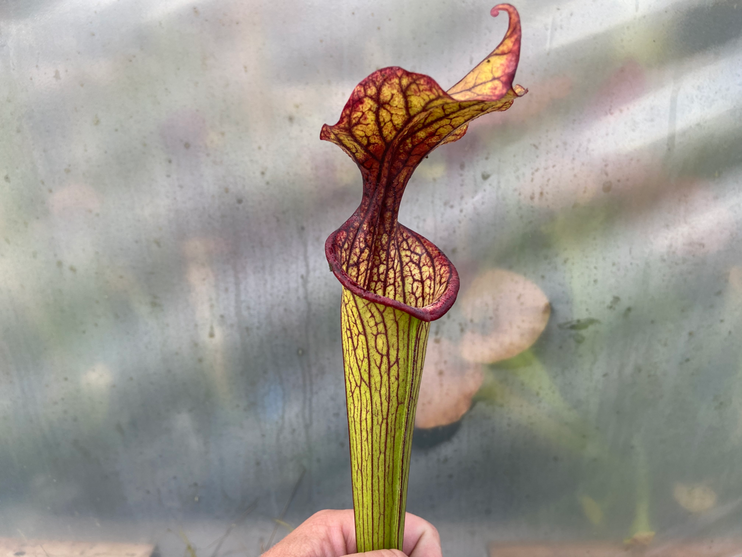 Sarracenia Readii x oreophilla