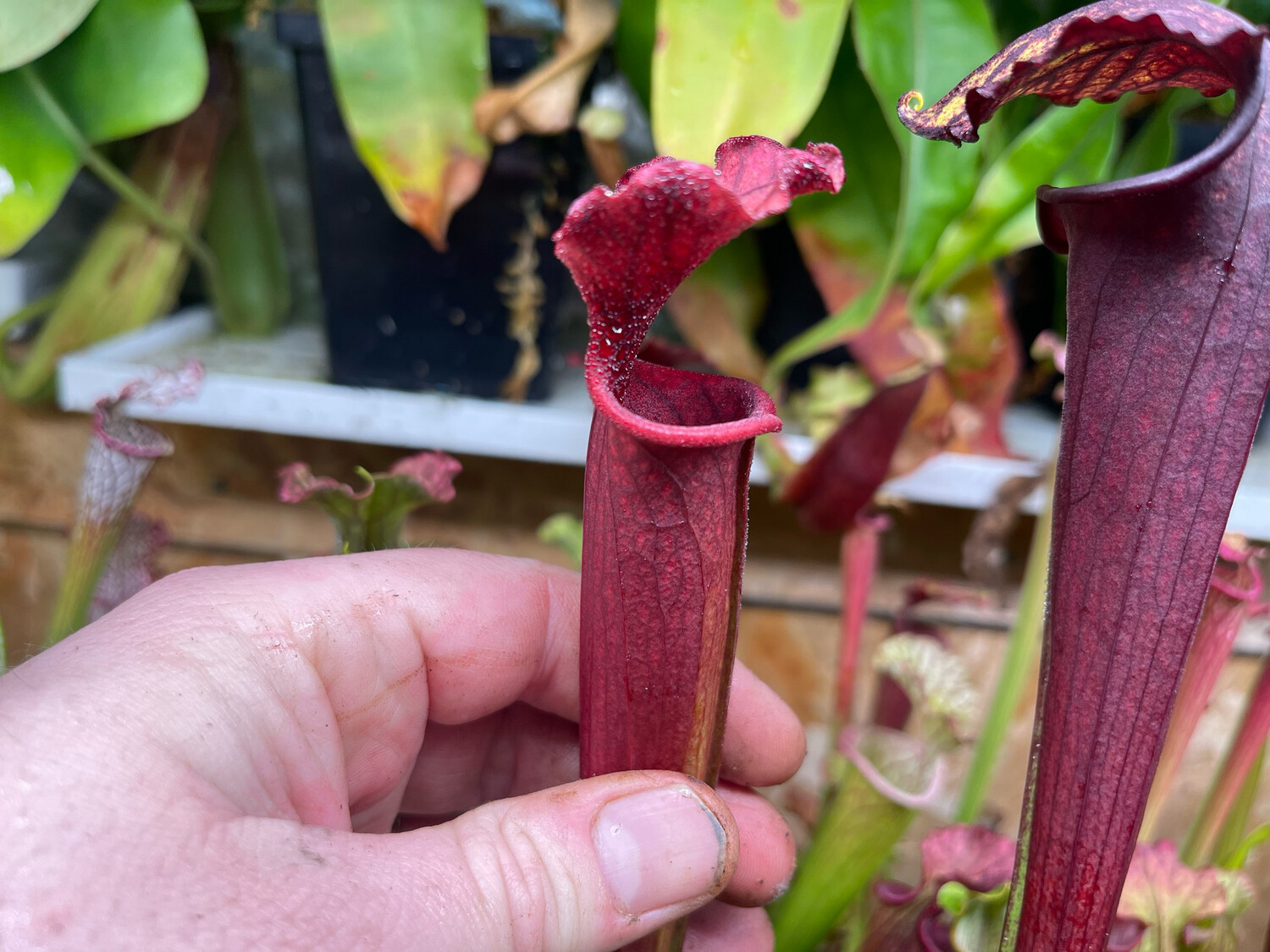 Sarracenia (Wrigleyana x oreophila “Sand Mt) x Red Sumatra 