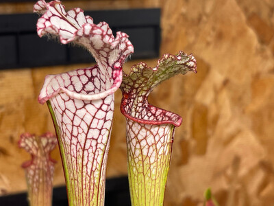 Sarracenia leucophylla Franklin Fl.
