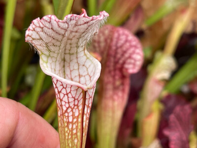 Sarracenia leucophylla Franklin Fl.