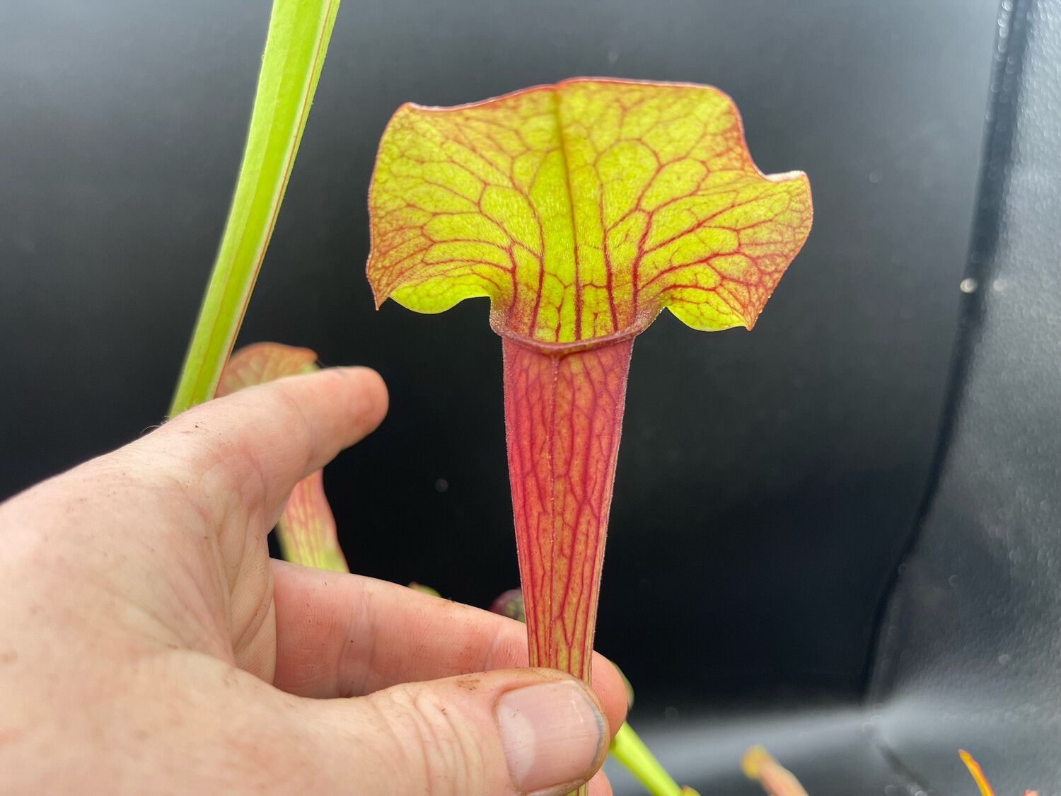 Sarracenia (purpurea purpurea x flava “Red Tube”) X “alata “All Red”