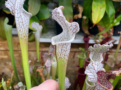 Sarracenia leucophylla Sumter Co. Georgia.