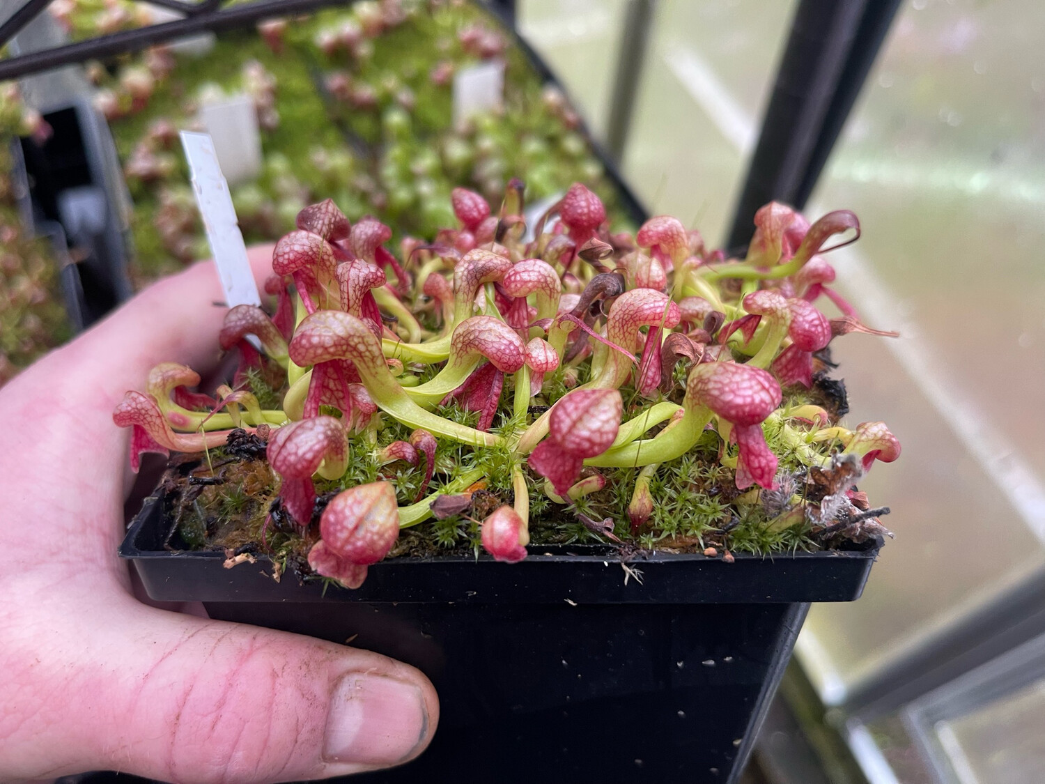 Darlingtonia californica  “ Meadowhall Clone” x “Suislaw “ - (Medium) 