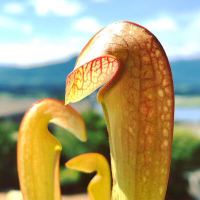 Sarracenia minor var minor Brunswick Co. NC