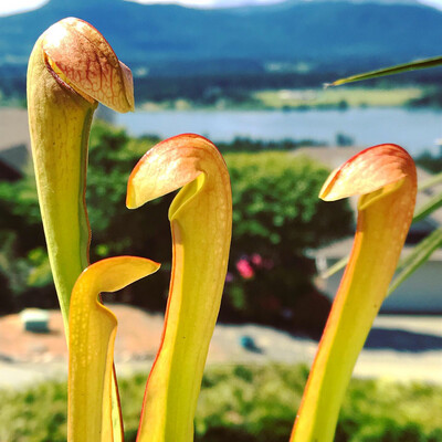 Sarracenia minor var minor Brunswick Co. NC