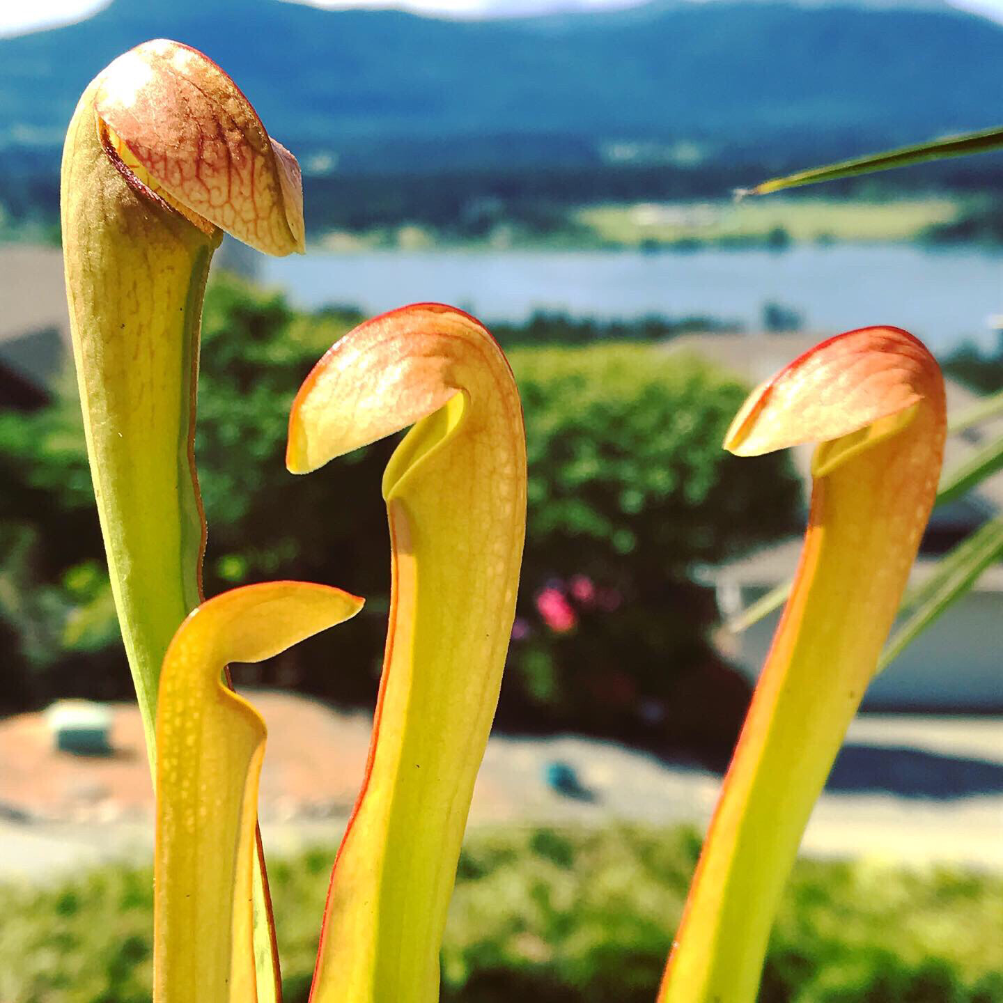 Sarracenia minor var minor Brunswick Co. NC