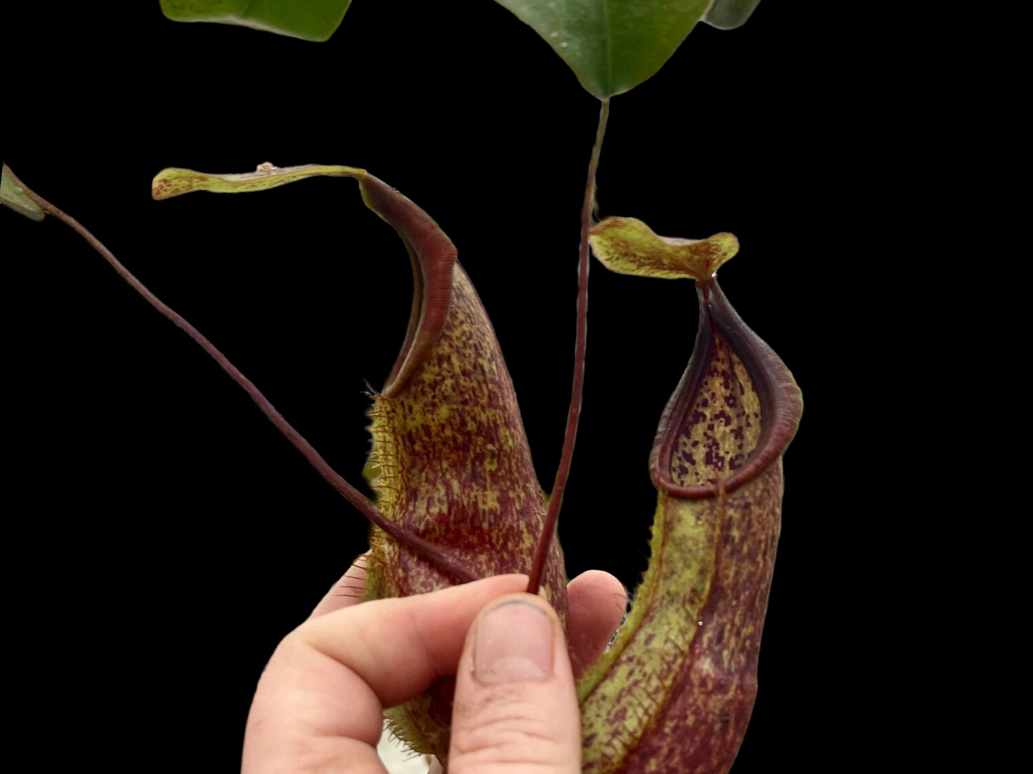 Nepenthes hirsuta x spathulata MT Clone (X-Large) 