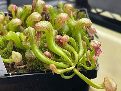 Darlingtonia californica  “ Suislaw “ X Scottish Clone”- (Young Adults)