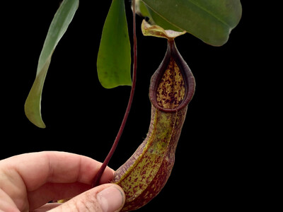 Nepenthes hirsuta x spathulata MT Clone (X-Large) 