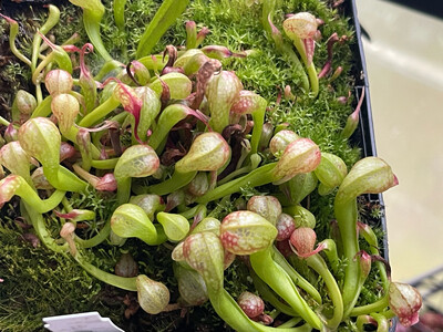 Darlingtonia californica  “ Suislaw “ X Scottish Clone”- (Young Adults)
