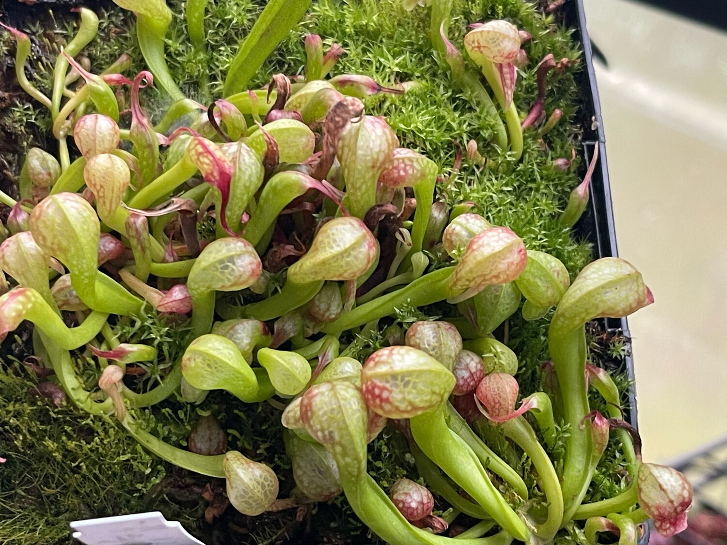 Darlingtonia californica  “ Suislaw “ X Scottish Clone”- (Young Adults)