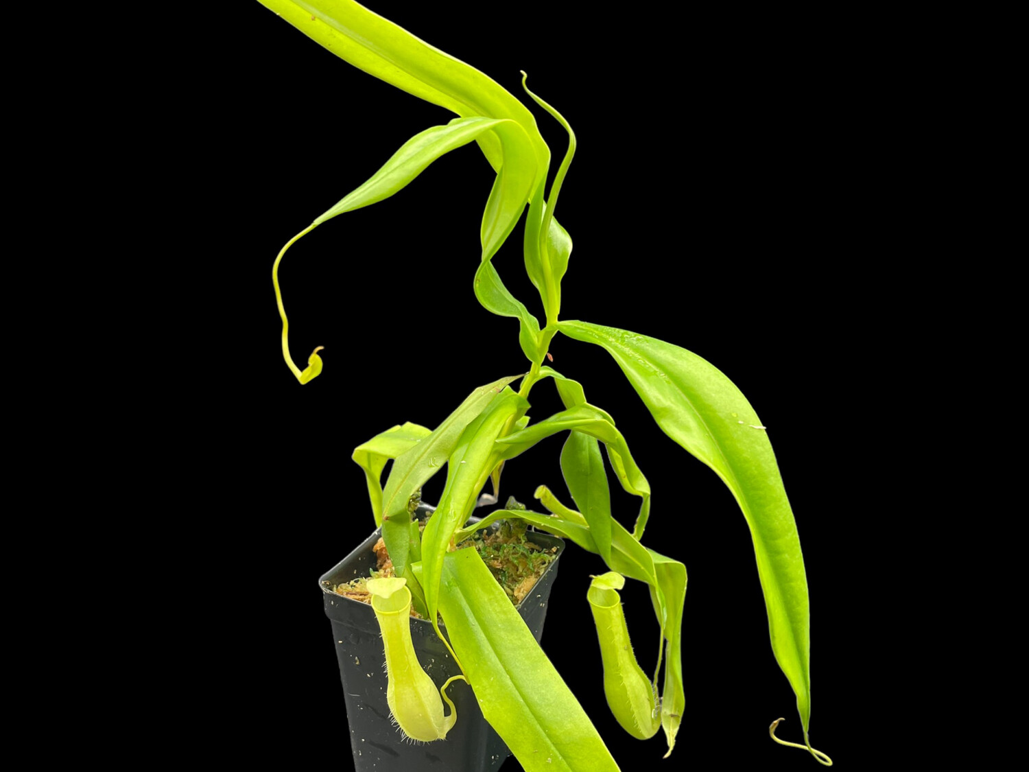 Nepenthes gracilis  “All Green” - Large WYSIWYG 