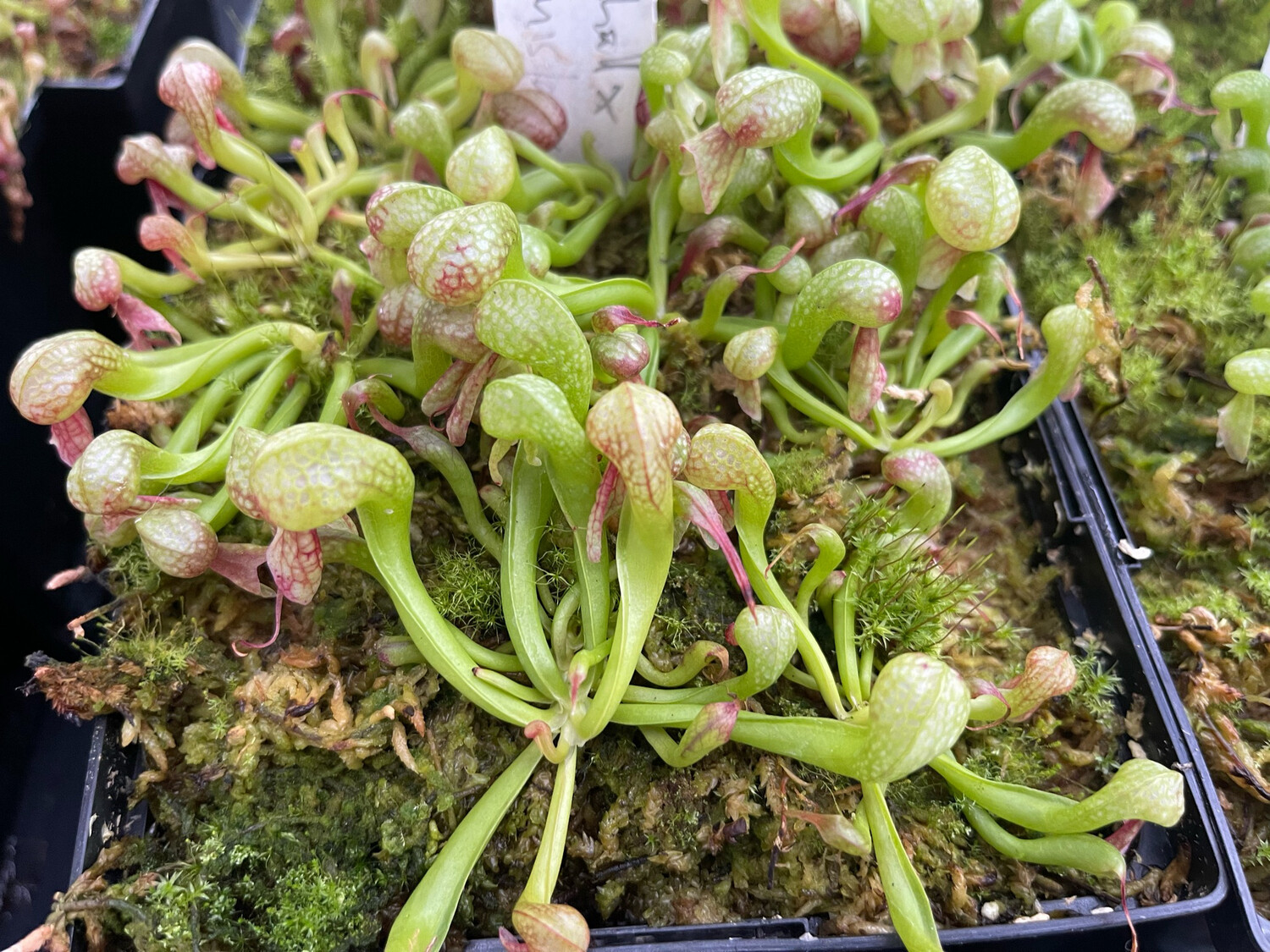 Darlingtonia californica  “ Meadowhall Clone” x “Suislaw “ - (Young Adults)
