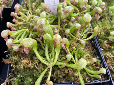 Darlingtonia californica  “ Meadowhall Clone” x “Suislaw “ - (Medium) 