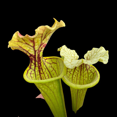 Sarracenia Marston Exotics &#39;1987&#39; H24-MK x flava autropurpurea Bay Co, Fl. 