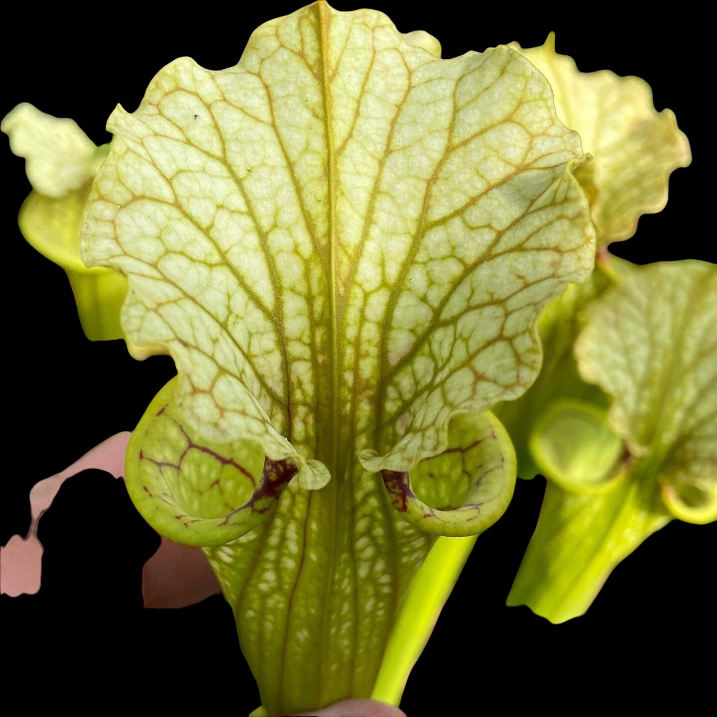 Sarracenia Marston Exotics '1987' H24-MK x flava autropurpurea Bay Co, Fl. 