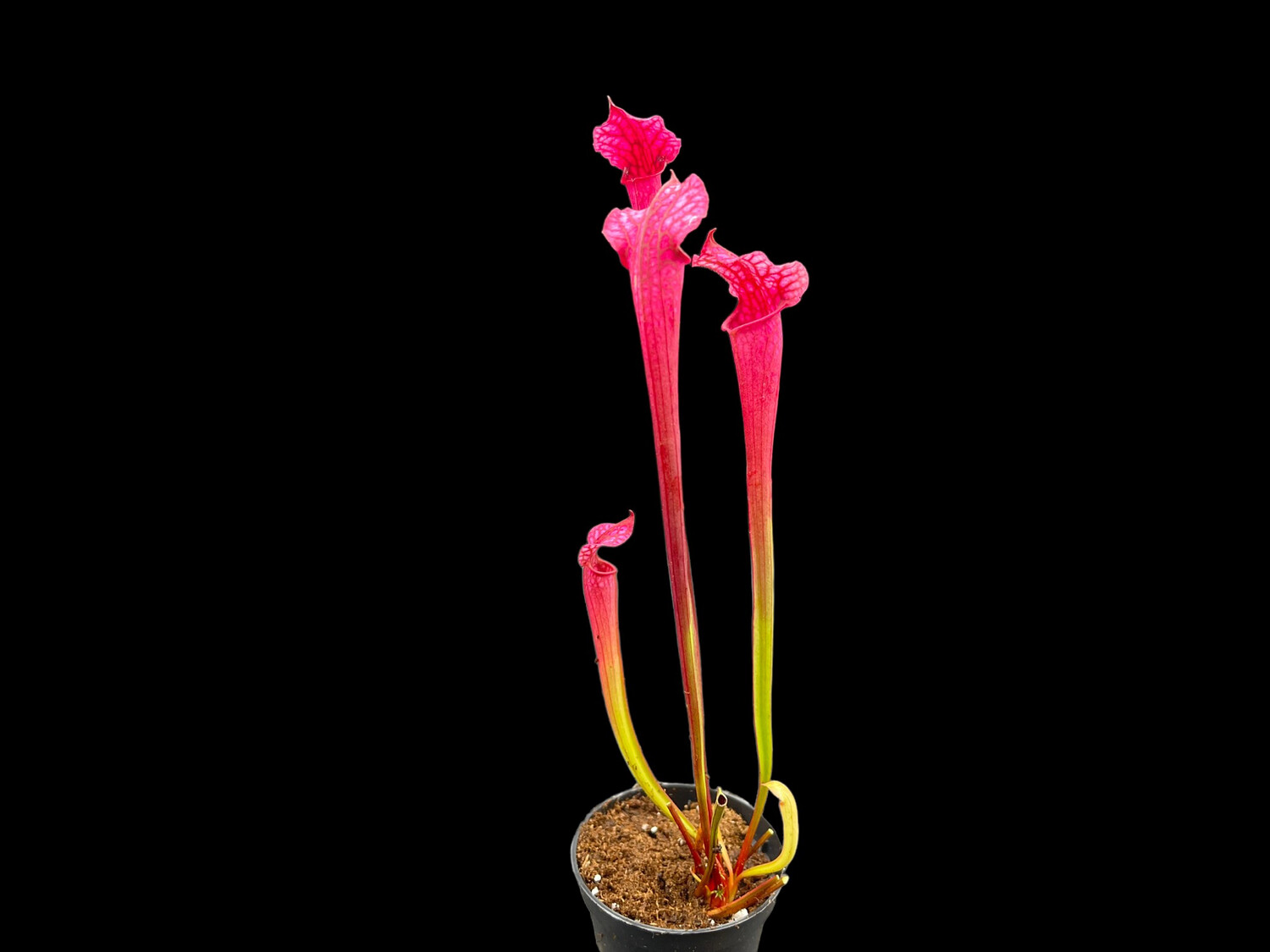 Sarracenia ‘Dana's Delight’ (Small) 