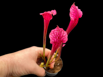 Sarracenia ‘Dana&#39;s Delight’ (Small) 