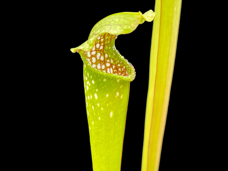 Sarracenia Excellens