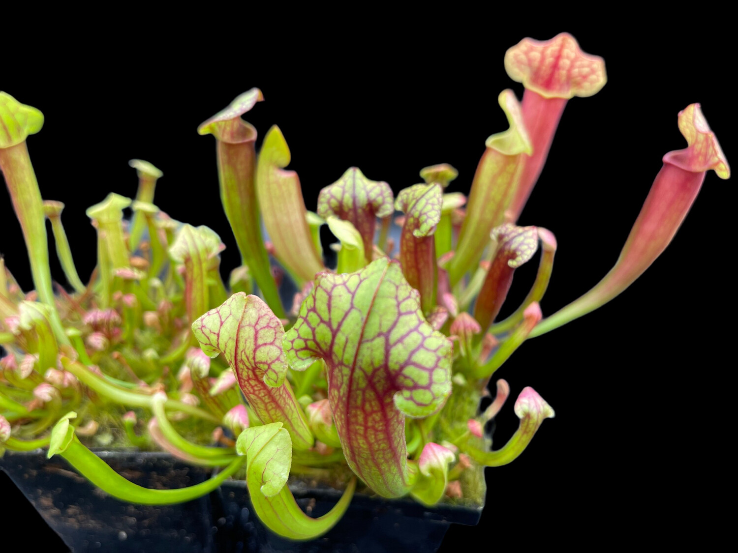 Sarracenia flava var. rubricorpora, Apalachicola Fl. X purpurea purpurea 