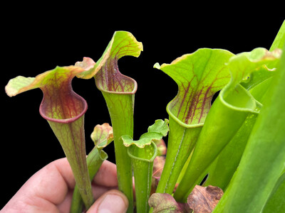 Sarracenia (alata nigropurpurea x purpurea venosa) X purpurea purpurea “ Vainless” 