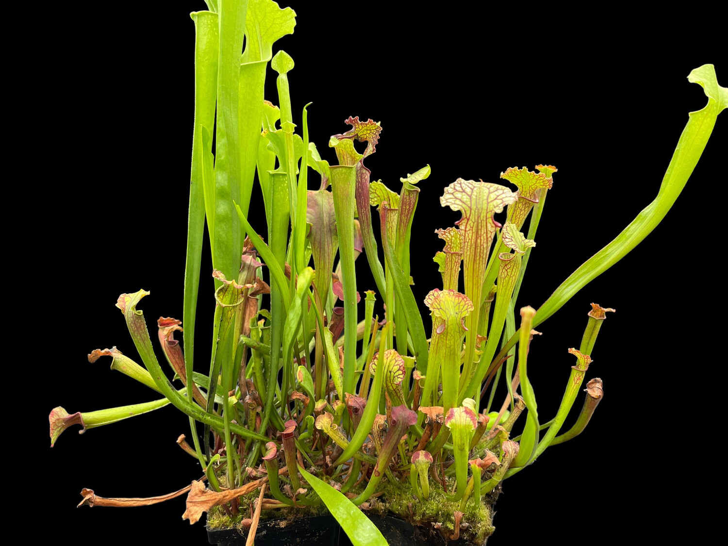 Sarracenia (alata nigropurpurea x purpurea venosa) X purpurea purpurea “ Vainless” 