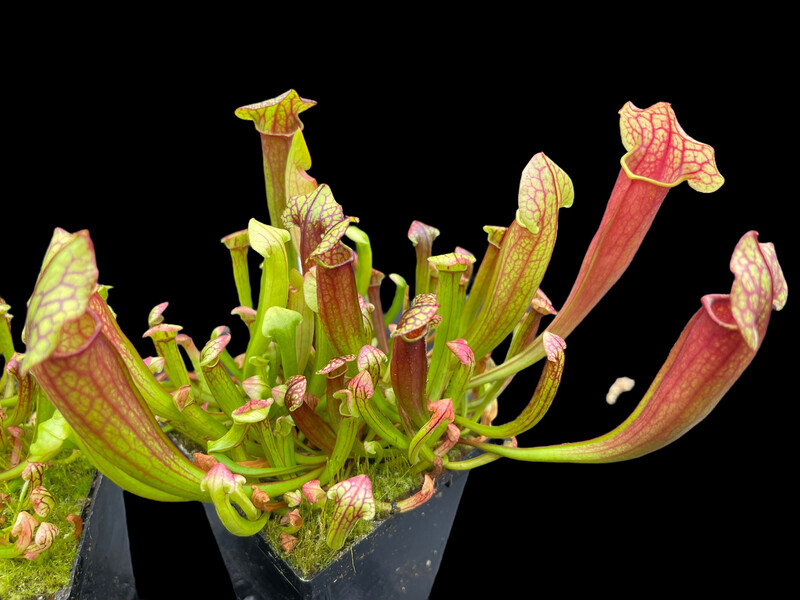 Sarracenia flava var. rubricorpora, Apalachicola Fl. X purpurea purpurea 