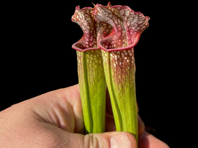 Sarracenia  leucophylla “All Red” X oreophila - sold out for2026
