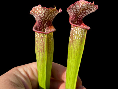 Sarracenia  leucophylla “All Red” X oreophila - Massive Divisions