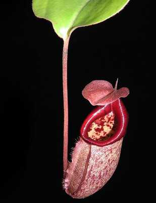 Nepenthes rajah x robcantleyi BE-4019 Medium