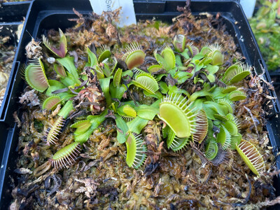 Dionaea muscipula  “Green Swamp, NC ” Venus Flytrap (small)