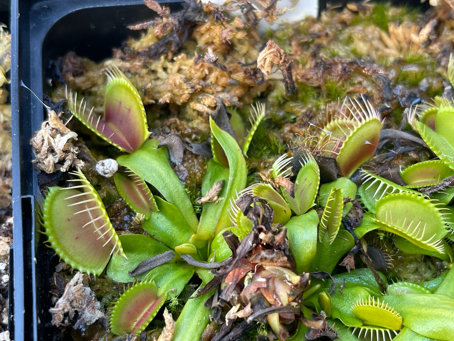 Dionaea muscipula  “Green Swamp, NC ” Venus Flytrap (small)
